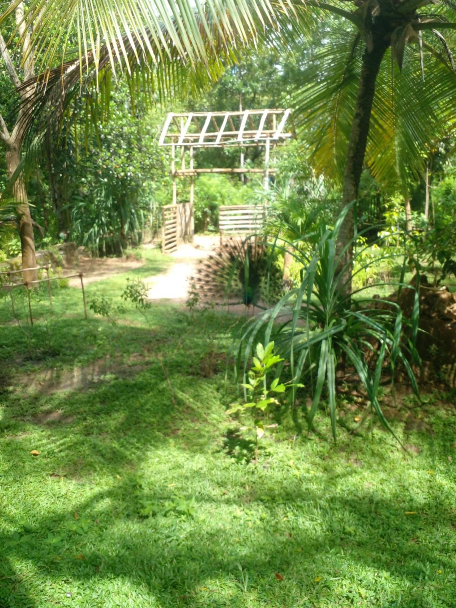 Home In The Island Tangalle Eksteriør bilde